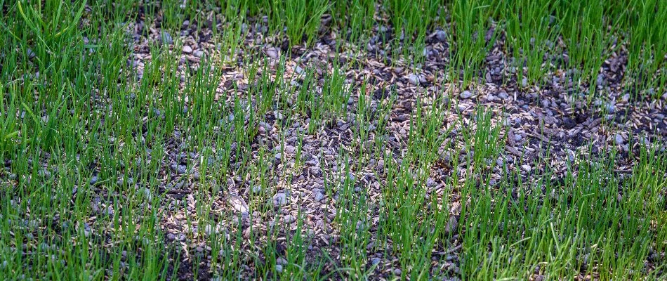 Grass seeds on a patchy lawn in Macomb, MI.
