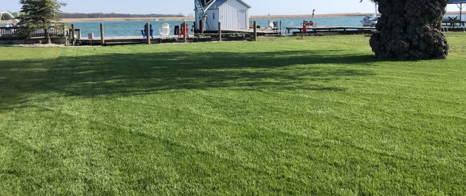 Healthy green grass with large tree trunk in Macomb, MI.