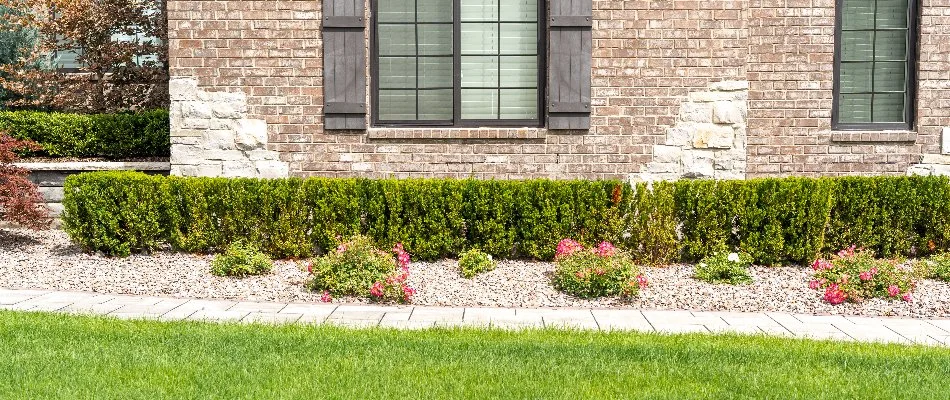 Landscape along a house with hedges and flowers.