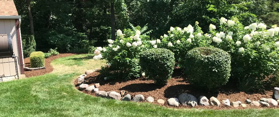 Landscape bed in Macomb, MI, with neat shrubs and white flowers.