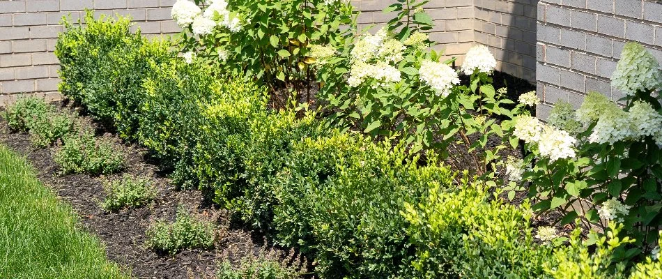 Landscape with white flowers and green plants in Macomb, MI.