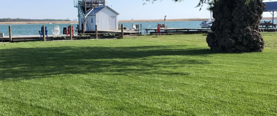Large tree trunk on a green lawn in Macomb, MI.