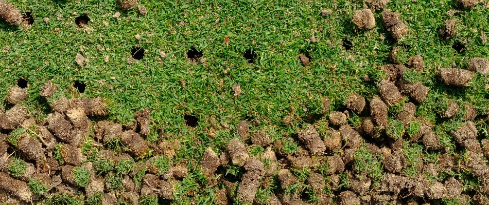 Lawn in Macomb, MI, with holes and aeration plugs.