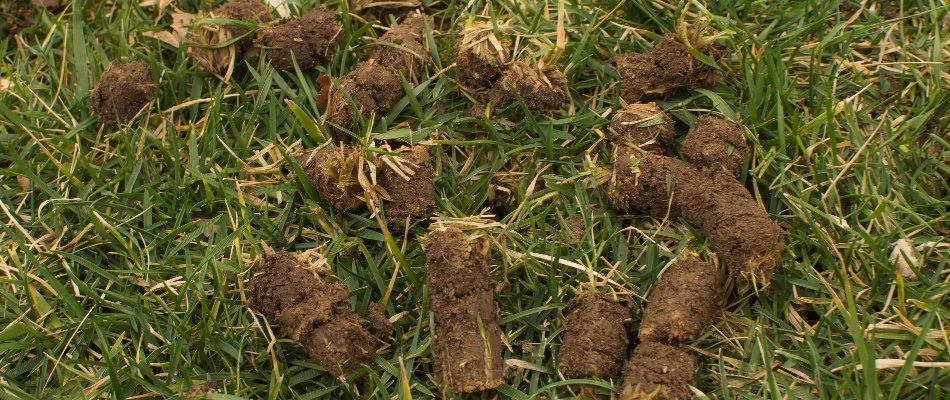 Lawn in Macomb, MI, with soil cores from aeration.