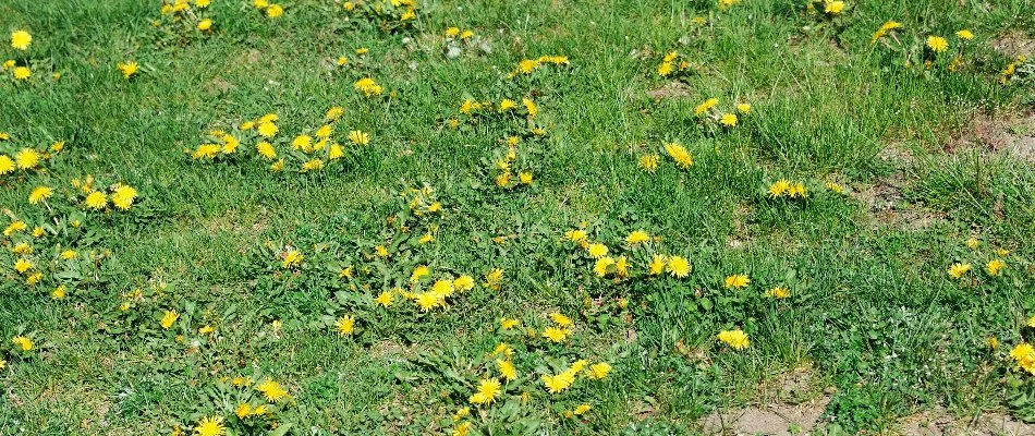 Lawn in Macomb, MI, with yellow dandelion weeds.