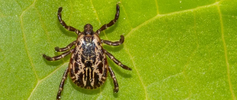 American dog tick in Macomb Township, MI, on a leaf.