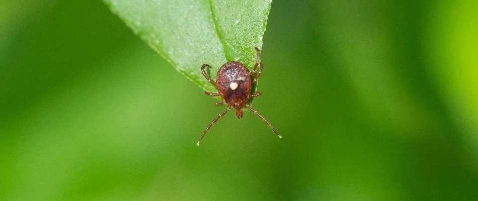 Lone start tick at the tip of a leaf in Macomb Township, MI.