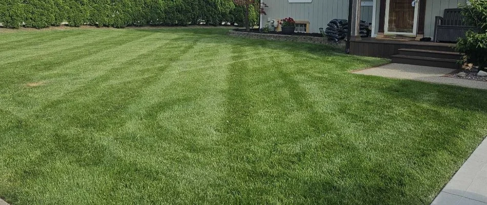 Lush grass after mowing in Macomb, MI.