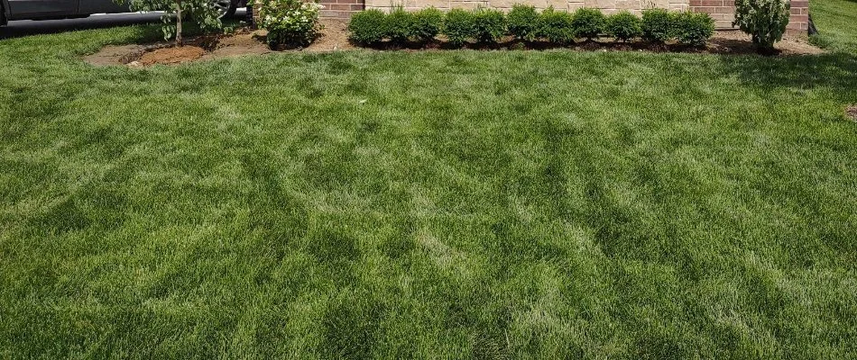 Lush green grass in Macomb, MI.