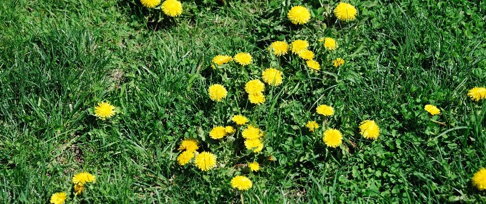 Many yellow dandelions across a lawn in Macomb, MI.