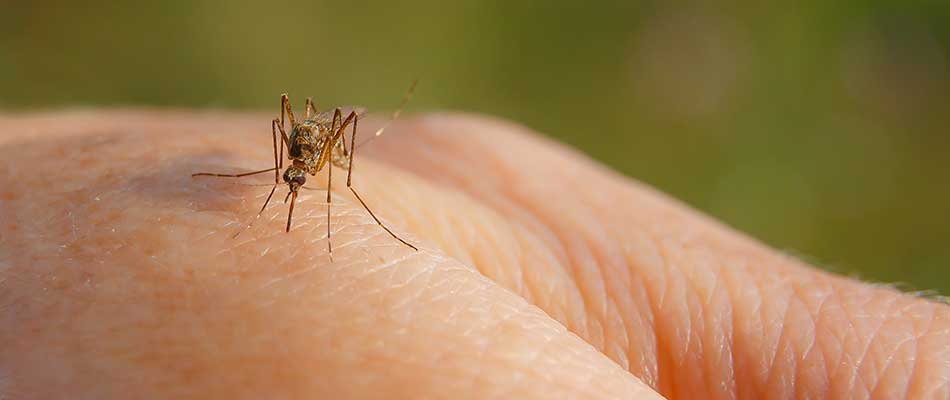 Mosquitoes carry many diseases transmitted to humans and pets through their bites!