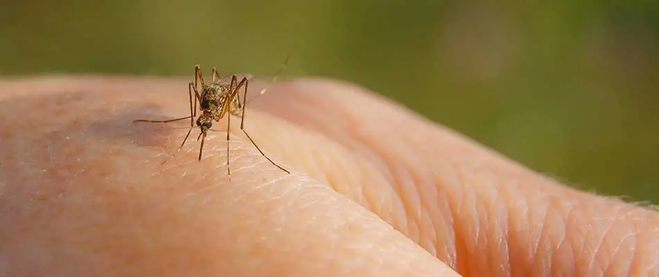 Mosquitoes carry many diseases transmitted to humans and pets through their bites!