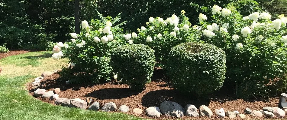 A mulch landscape bed in Macomb, MI, with pruned shrubs and white flowers.