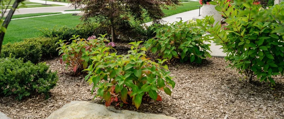 Mulched landscape in Macomb, MI, with lush plants.