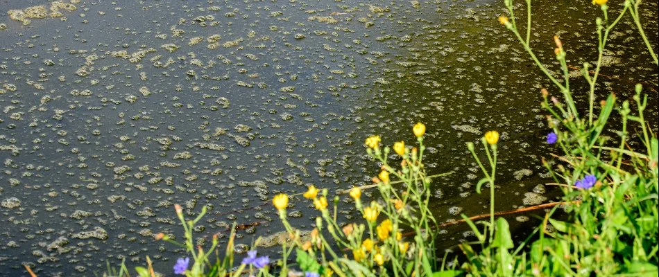 Nutrient pollution in Macomb, MI.