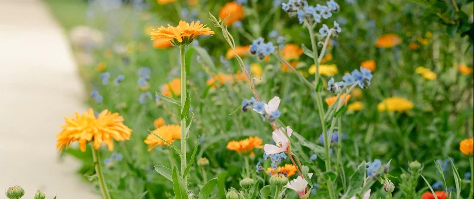 Orange, yellow, blue, and white flowers in Macomb, MI.