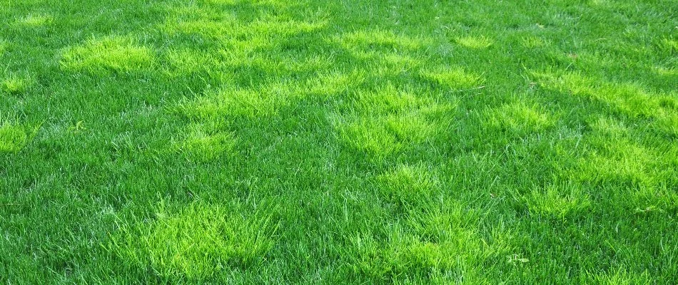 Patches of weeds on a lawn in Macomb, MI.