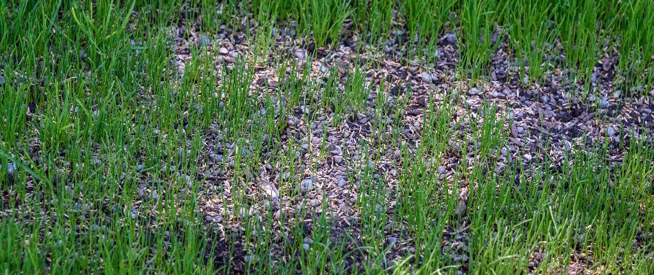 Patchy lawn in Macomb, MI, after overseeding.