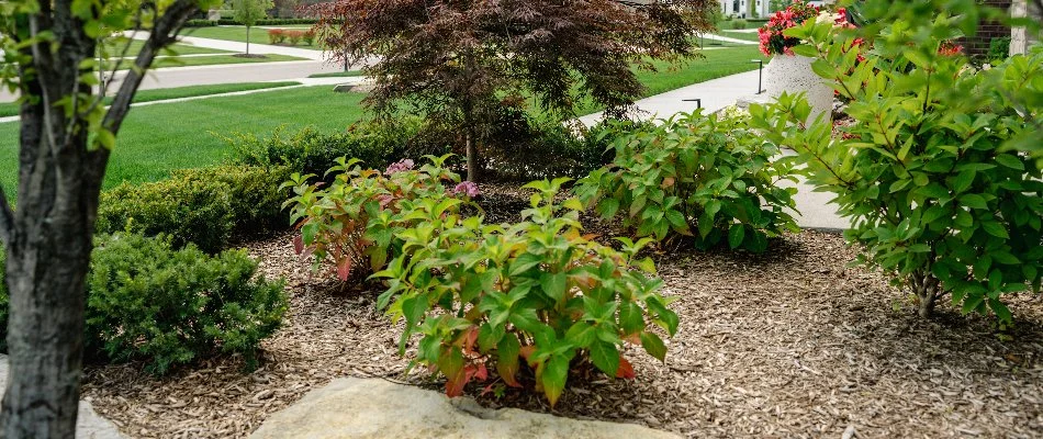 Plants and mulch in a landscape in Macomb, MI.
