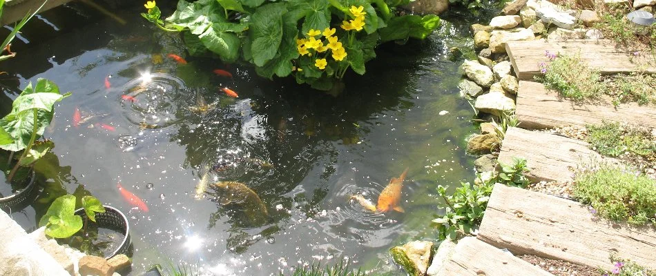 Pond water feature with fish in Macomb, MI.