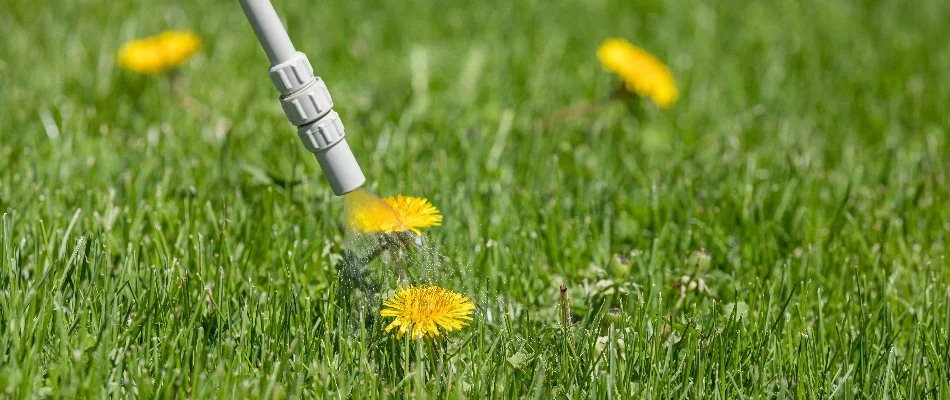 Dandelion in Macomb, MI, being treated with post-emergent weed control.