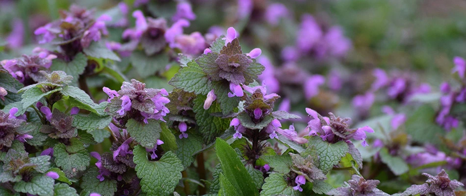 Purple Deadnettle weeds invading a lawn in New Baltimore, MI. 