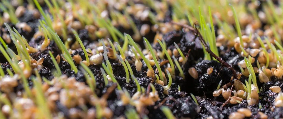 Seedlings growing from grass seeds in Macomb, MI.