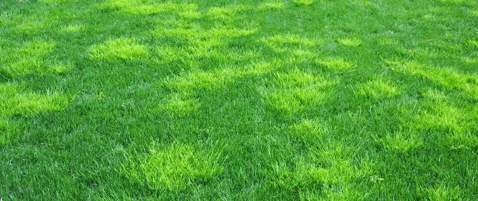 Several weed patches on a lawn in Macomb, MI.