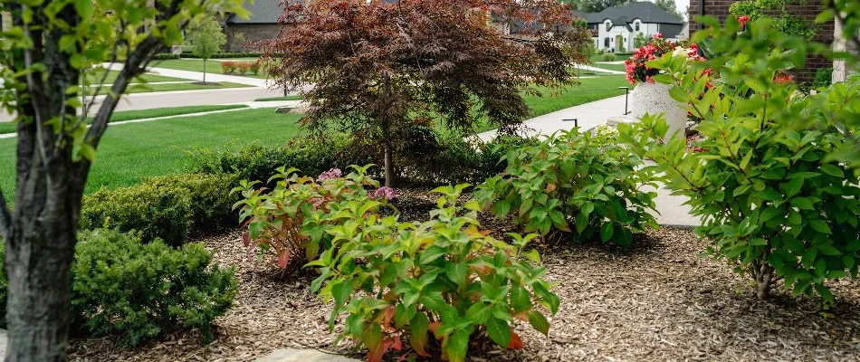 Shrubs and a small tree in a mulch landscape in Macomb, MI.