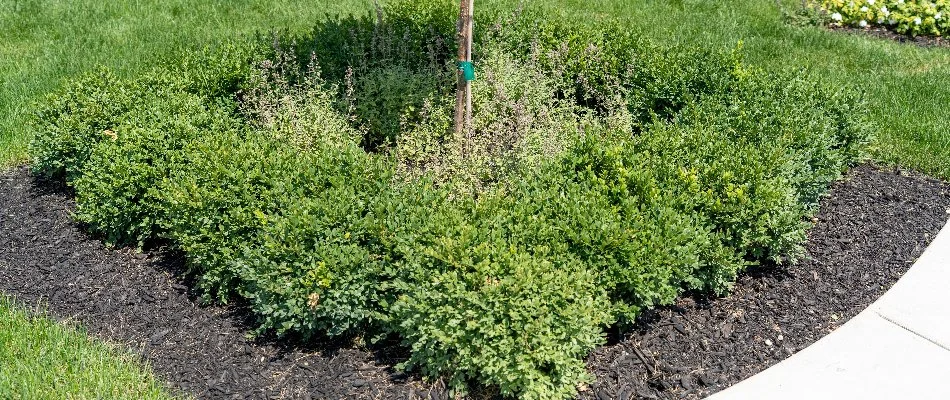 Shrubs in Macomb, MI, in a mulched landscape bed.
