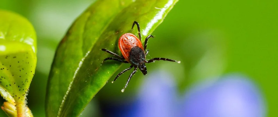 Small leaf in Macomb Township, MI, with a deer tick.