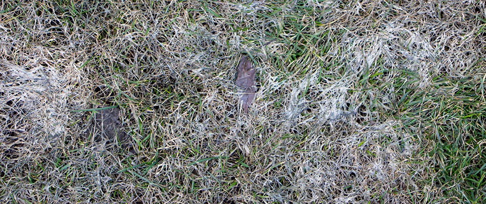 Snow Mold - What is it & How Do You Prevent it?