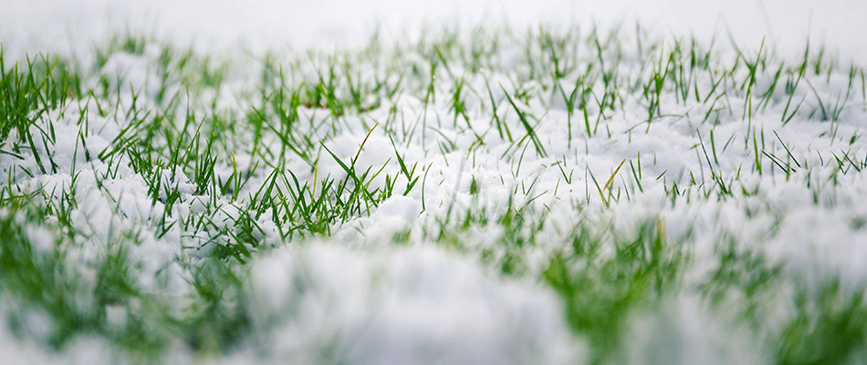 3 Things You Need to Do for Your Lawn before the Snow Piles Up