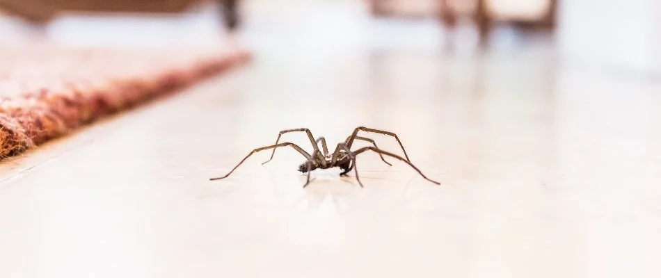 Spider crawling on an inside floor in Macomb, MI.