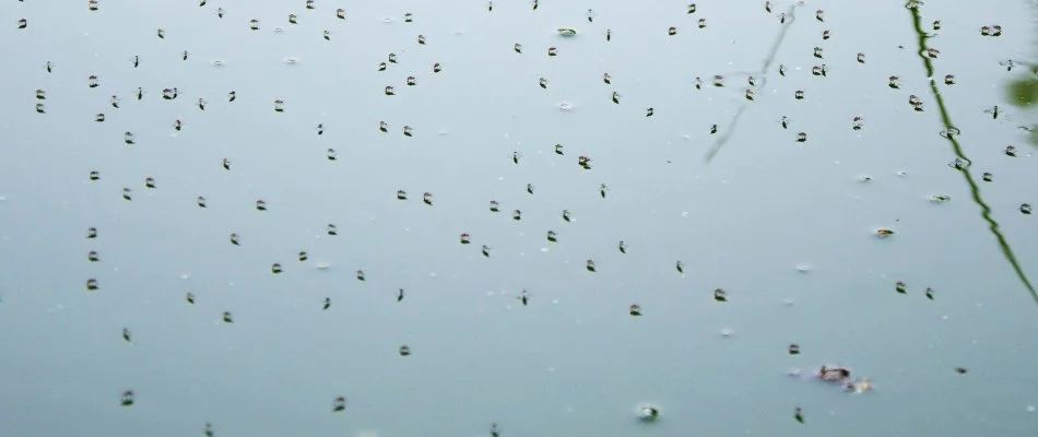 Stagnant water in Macomb, MI, with mosquitoes.