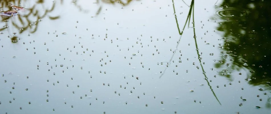 Standing water with mosquitoes in Macomb, MI.