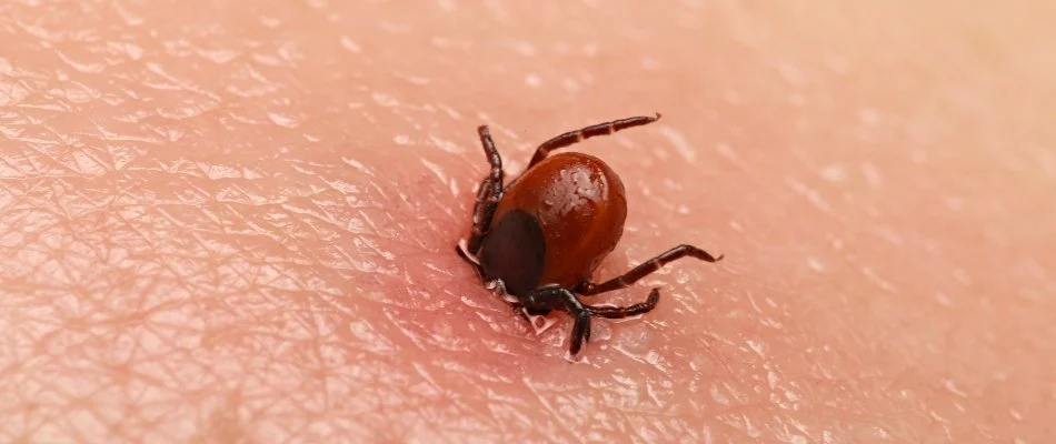 Tick in Macomb, MI, embedded on skin.