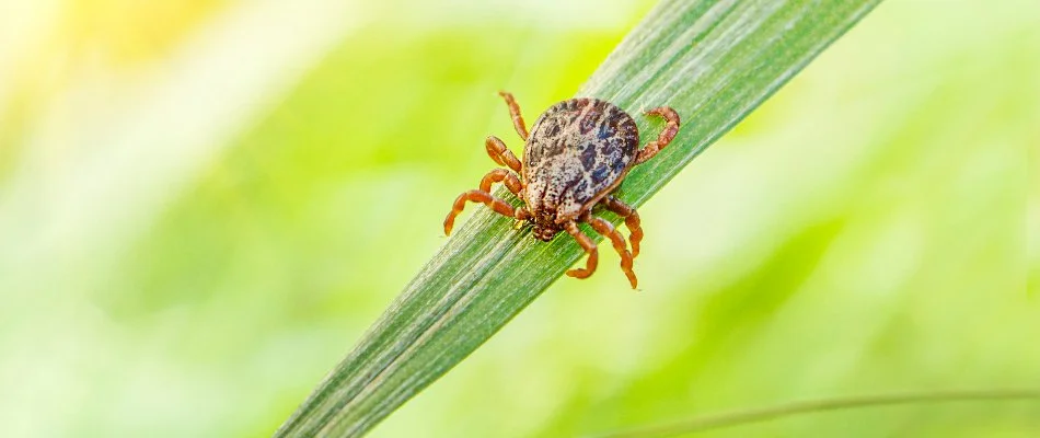 A brown tick on a green blade of grass in Macomb, MI.