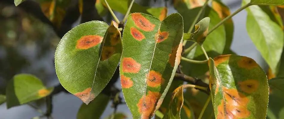 What is that? - Identifying 4 Common Tree Diseases