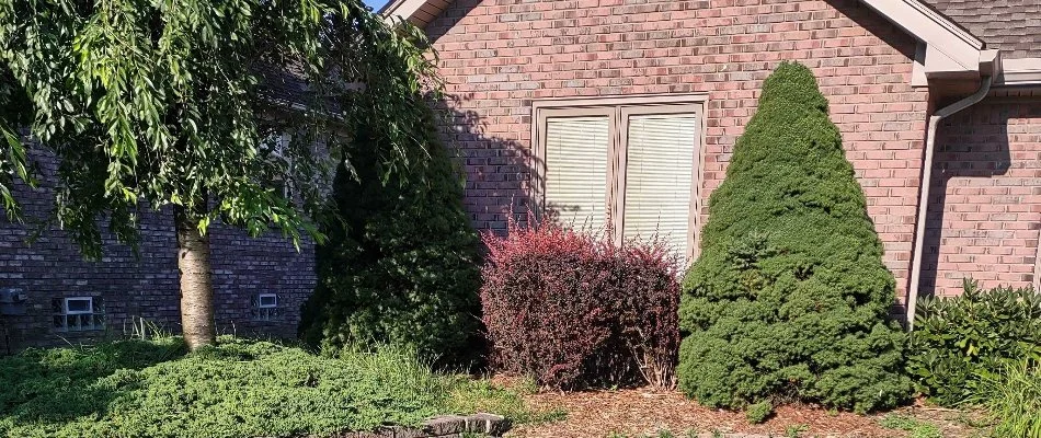 Trimmed and pruned trees and shrubs in a landscape bed in Macomb, MI.