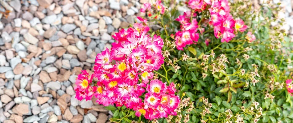Vibrant pink flowers on a rock landscape in Macomb, MI.