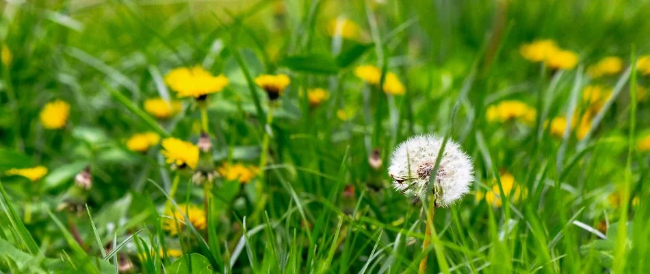 Weeds on lawn in Macomb, MI.