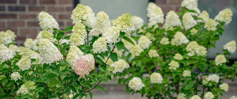 Yard in Macomb, MI, with hydrangeas.