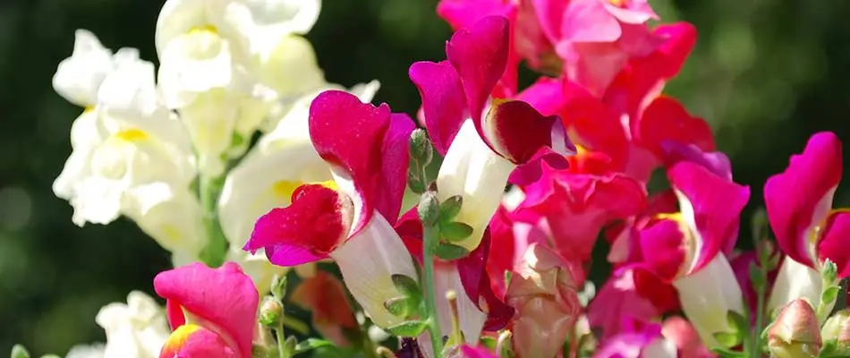Blooms on annual snapdragons near Shelby, MI.