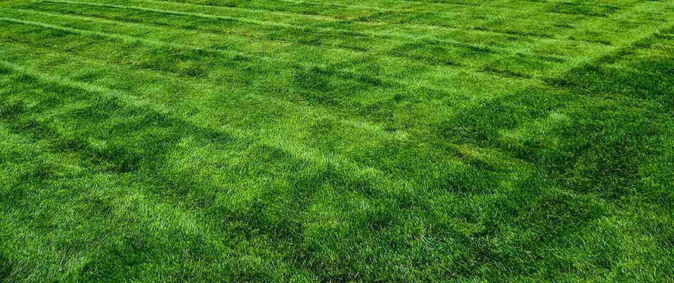 Healthy and bright green lawn with mowing lines in Sterling Heights, MI.