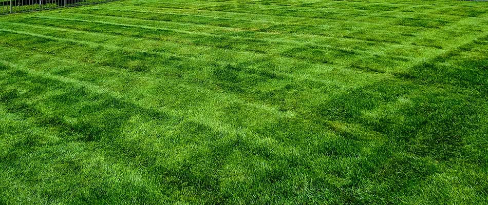 Bright green, healthy home lawn in Shelby, MI.