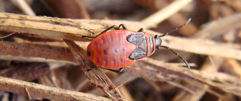 A chinch bug on a stick.