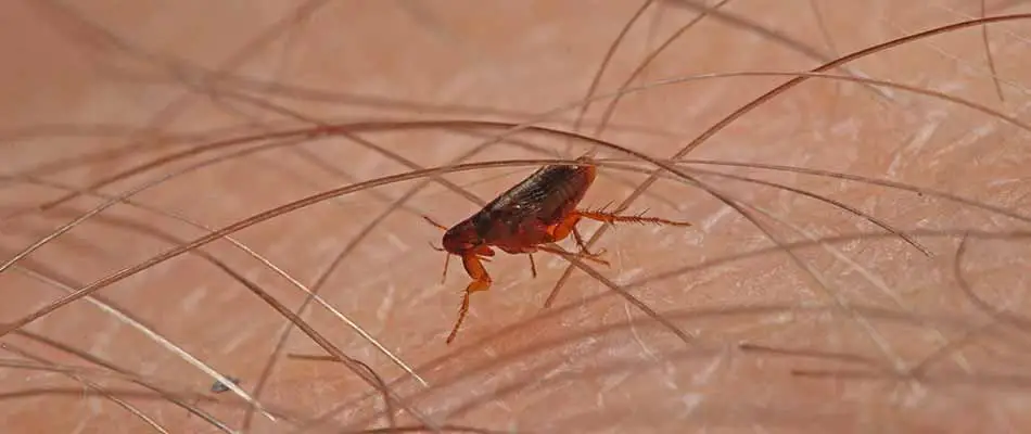Close up photo of a flea crawling on a human near Shelby, MI.