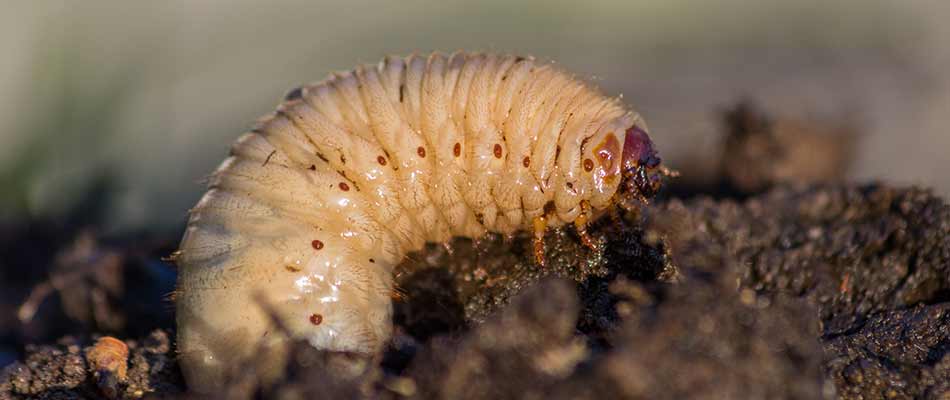 Close up photo of a white grub larvae in Macomb, MI.