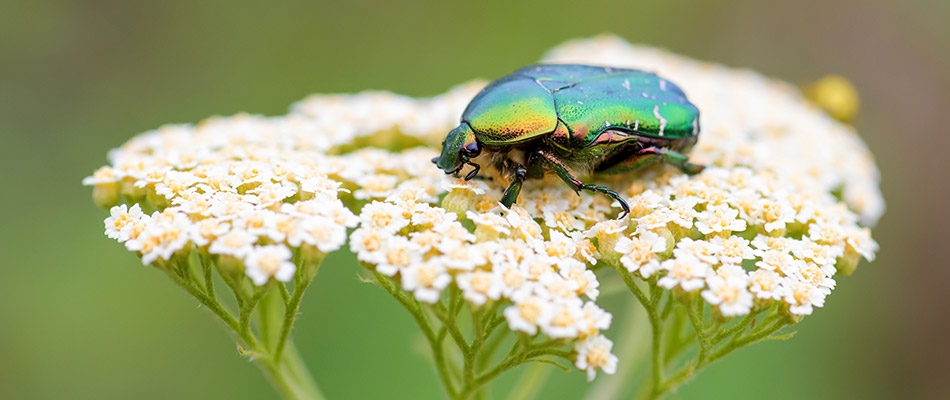 A European Chafer on a flower near a home in Macomb, MI.